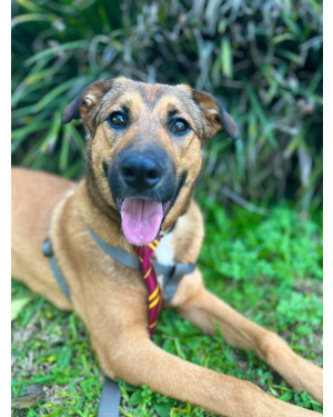 Occy, o caramelo mais feliz do mundo!!!