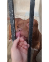 adote-a-labubu-do-amor-small-2