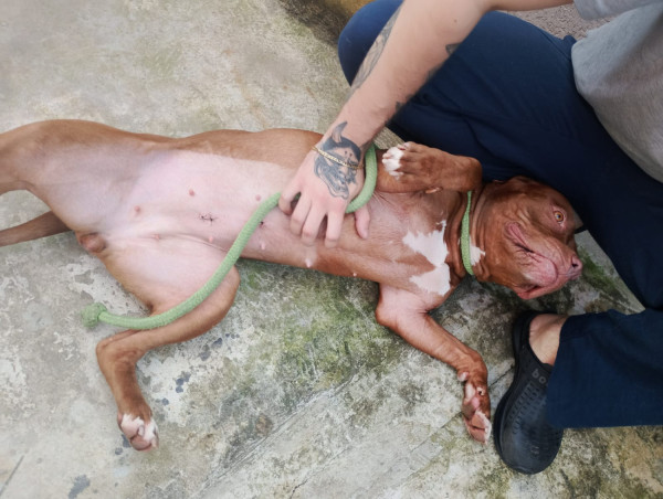 adote-a-labubu-do-amor-adocao-doacao-cachorro-gato-1