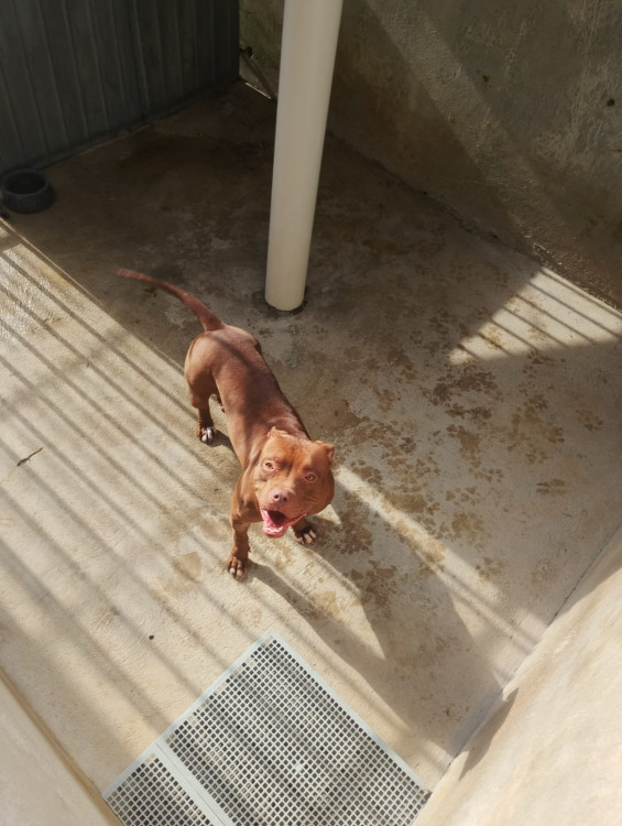 adote-a-labubu-do-amor-adocao-doacao-cachorro-gato-0