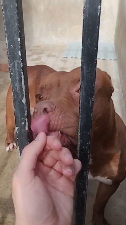 adote-a-labubu-do-amor-adocao-doacao-cachorro-gato-2