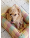 doce-kiara-small-2