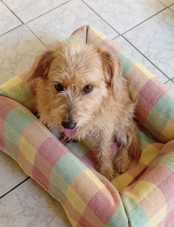 doce-kiara-adocao-doacao-cachorro-gato-2