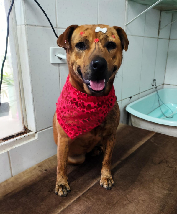 amora-adocao-doacao-cachorro-gato-1