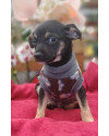 cisco-o-nome-ja-diz-small-3