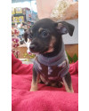 cisco-o-nome-ja-diz-small-1