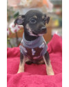 cisco-o-nome-ja-diz-small-2