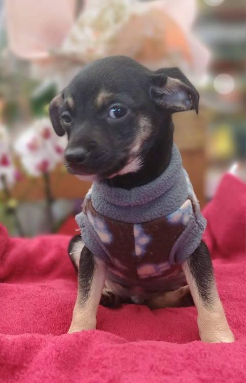 cisco-o-nome-ja-diz-adocao-doacao-cachorro-gato-3