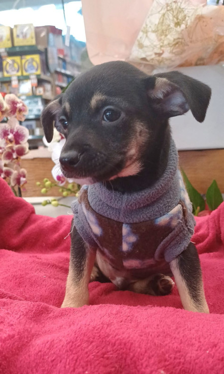 cisco-o-nome-ja-diz-adocao-doacao-cachorro-gato-1
