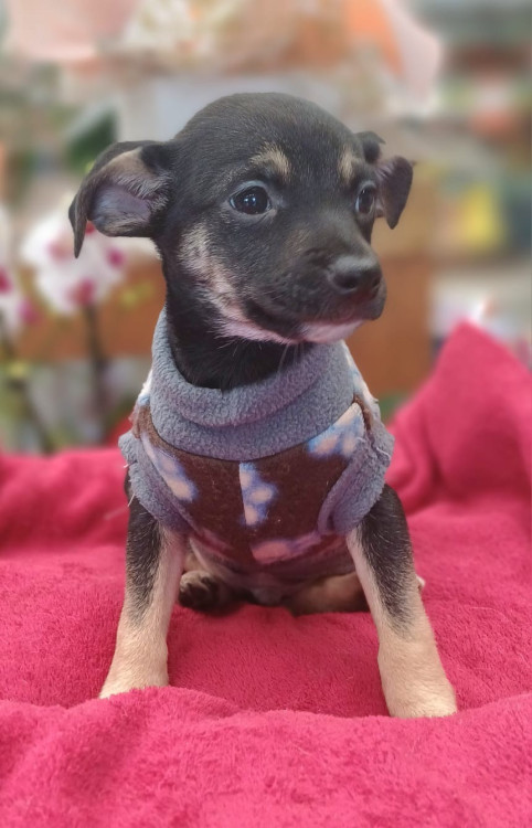 cisco-o-nome-ja-diz-adocao-doacao-cachorro-gato-2