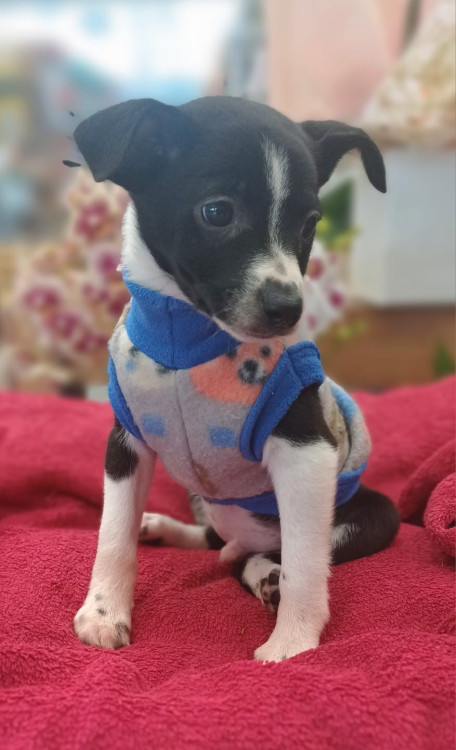 samuel-o-manhoso-adocao-doacao-cachorro-gato-2