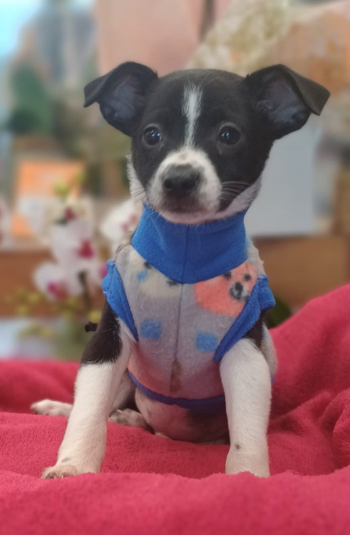 samuel-o-manhoso-adocao-doacao-cachorro-gato-1