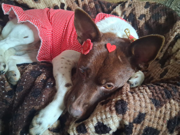 feminha-adulta-castrada-pra-adocao-adocao-doacao-cachorro-gato-4