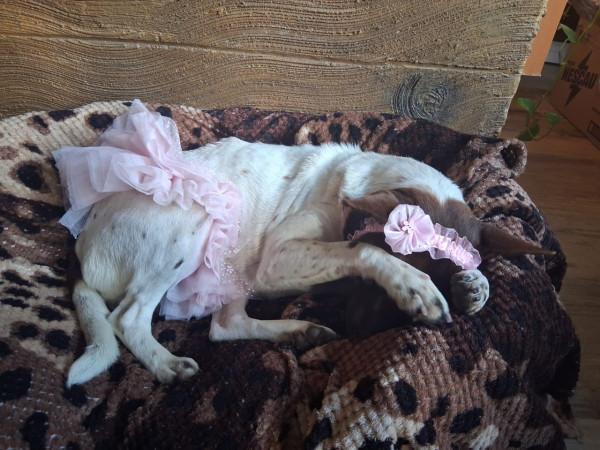 feminha-adulta-castrada-pra-adocao-adocao-doacao-cachorro-gato-1