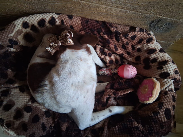 feminha-adulta-castrada-pra-adocao-adocao-doacao-cachorro-gato-2