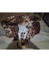 caozinho-mestico-a-fox-paulistinhaterrier-pra-adocao-small-1