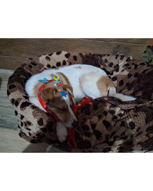 Cãozinho Mestiço à Fox Paulistinha/Terrier pra Adoção