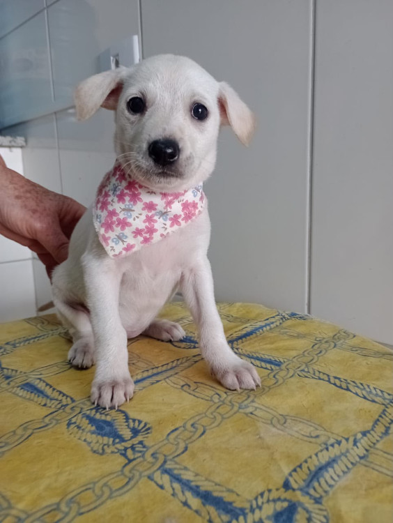 leona-filhote-adocao-doacao-cachorro-gato-0