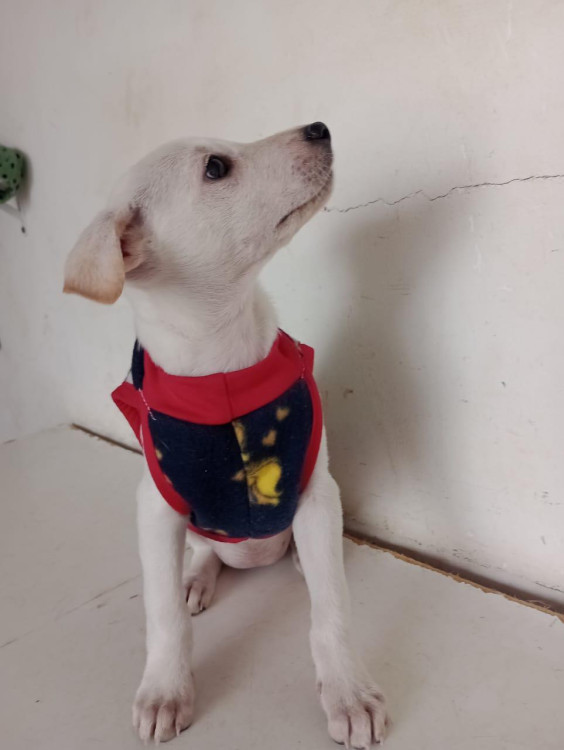 leona-filhote-adocao-doacao-cachorro-gato-1
