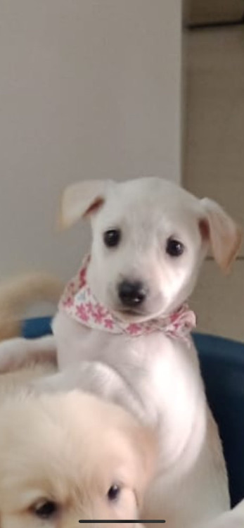 leona-filhote-adocao-doacao-cachorro-gato-3