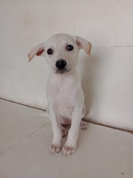 leona-filhote-adocao-doacao-cachorro-gato-4