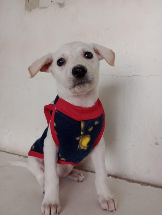 leona-filhote-adocao-doacao-cachorro-gato-2