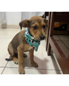 jose-do-egito-filhote-small-2