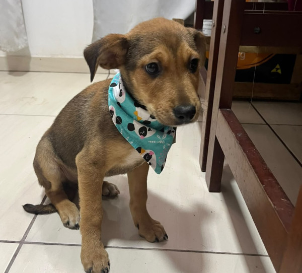 jose-do-egito-filhote-adocao-doacao-cachorro-gato-2