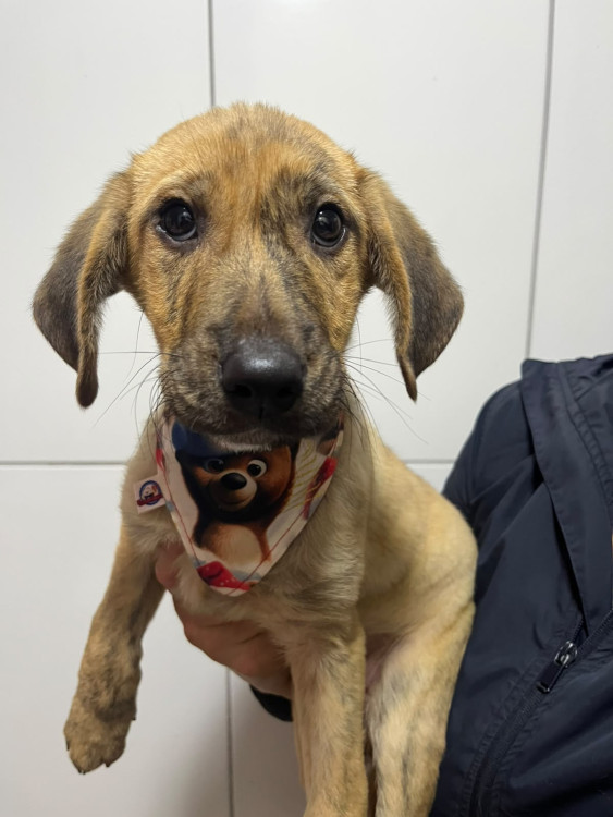 bebezao-adocao-doacao-cachorro-gato-1