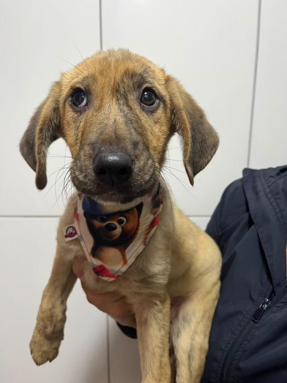 bebezao-adocao-doacao-cachorro-gato-3