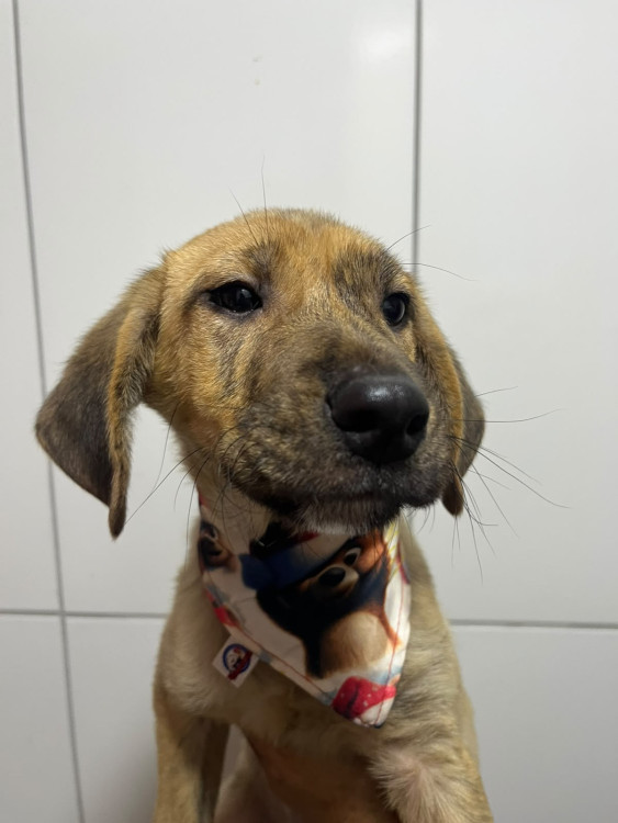 bebezao-adocao-doacao-cachorro-gato-5