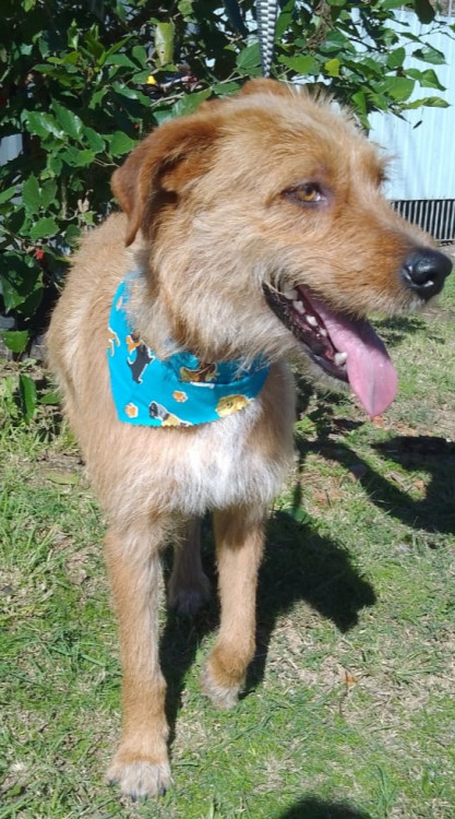 toffy-adocao-doacao-cachorro-gato-2