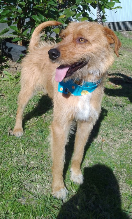 toffy-adocao-doacao-cachorro-gato-1
