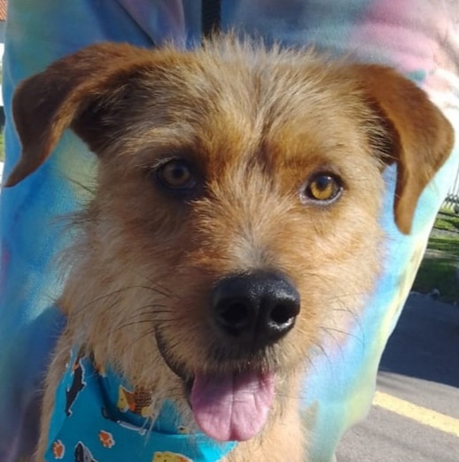 toffy-adocao-doacao-cachorro-gato-0