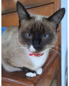 gata-siames-small-0
