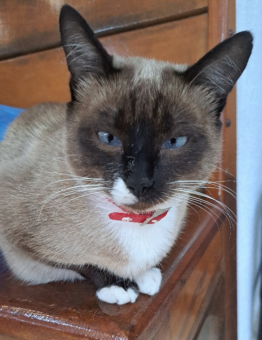 gata-siames-adocao-doacao-cachorro-gato-0