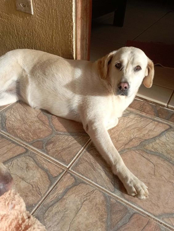 adote-linda-adocao-doacao-cachorro-gato-0