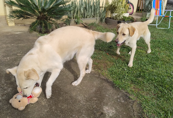 adote-juca-adocao-doacao-cachorro-gato-0
