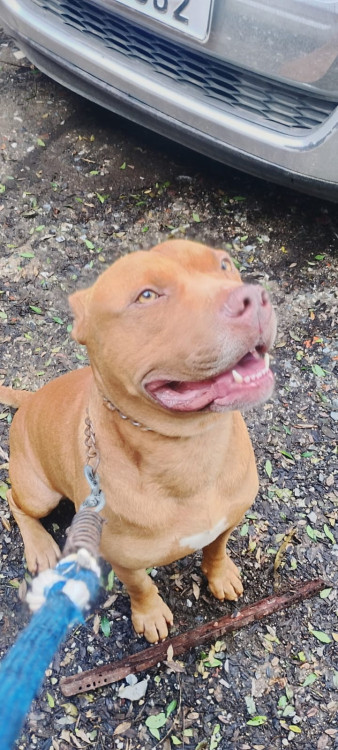 barth-adocao-doacao-cachorro-gato-1