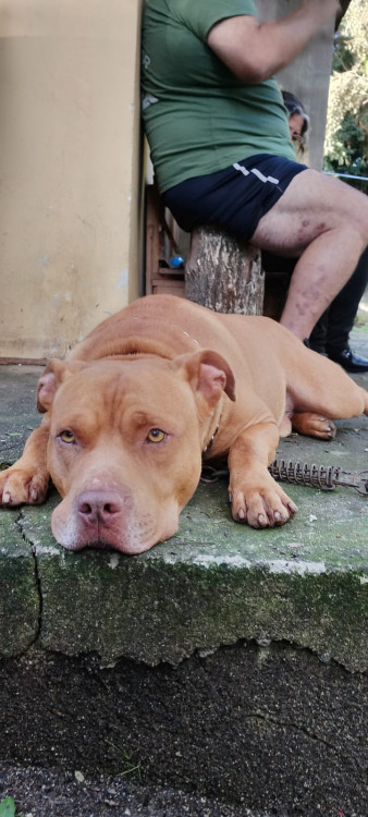 barth-adocao-doacao-cachorro-gato-0