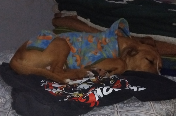adote-o-pipoca-adocao-doacao-cachorro-gato-0