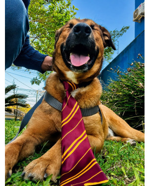 Occy, o cão que busca um surfista ️