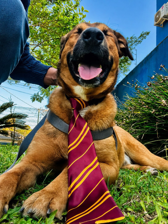 occy-o-cao-que-busca-um-surfista-adocao-doacao-cachorro-gato-0