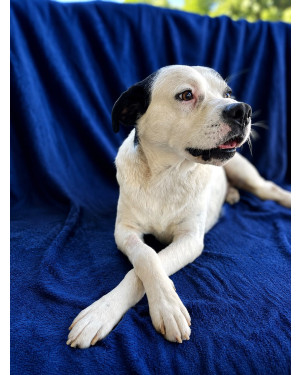 Pirulito, o cão famoso do Parque Barigui
