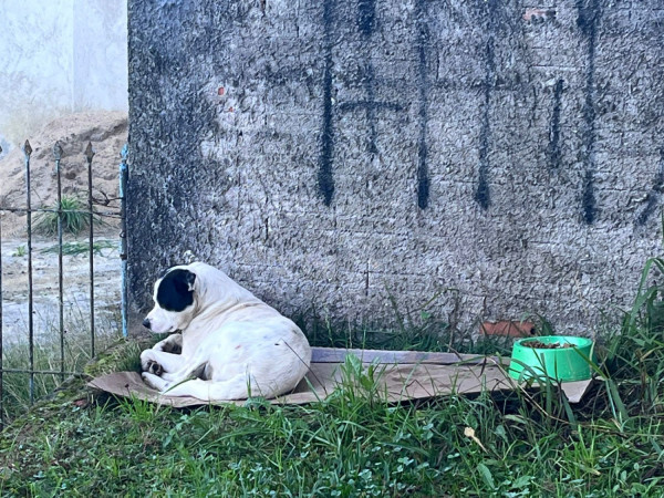 pirulito-o-cao-famoso-do-parque-barigui-adocao-doacao-cachorro-gato-3