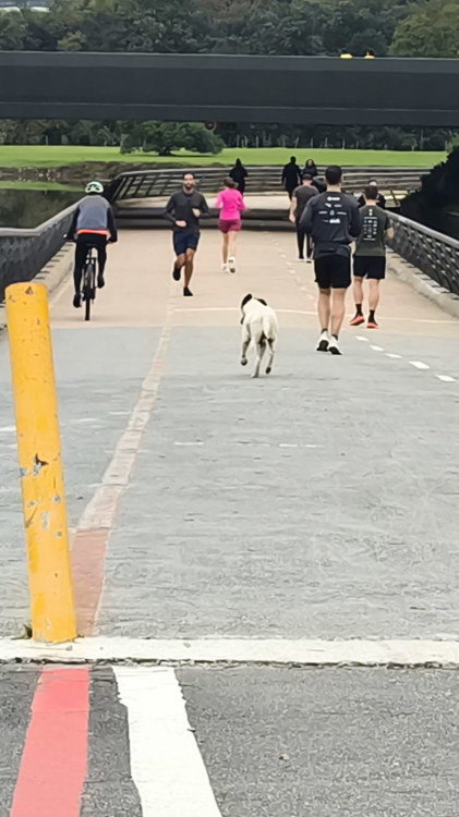 pirulito-o-cao-famoso-do-parque-barigui-adocao-doacao-cachorro-gato-1