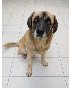 Cão resgatado no Tarumã