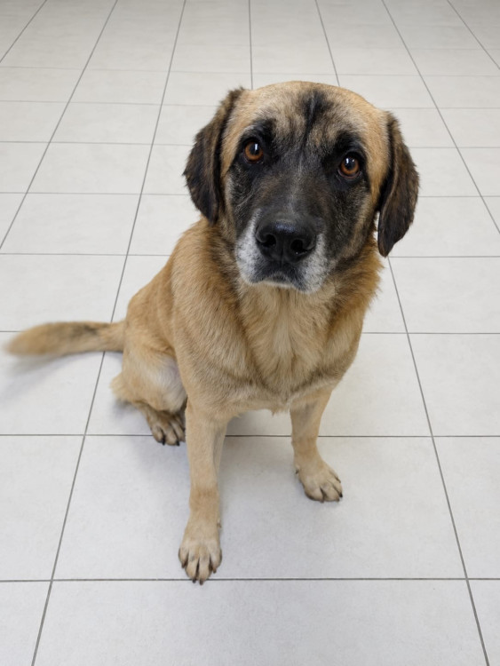 cao-resgatado-no-taruma-adocao-doacao-cachorro-gato-0