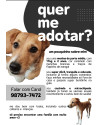 caramela-fiapinho-procura-um-lar-small-0