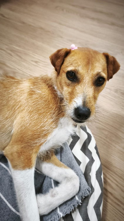 caramela-fiapinho-procura-um-lar-adocao-doacao-cachorro-gato-1